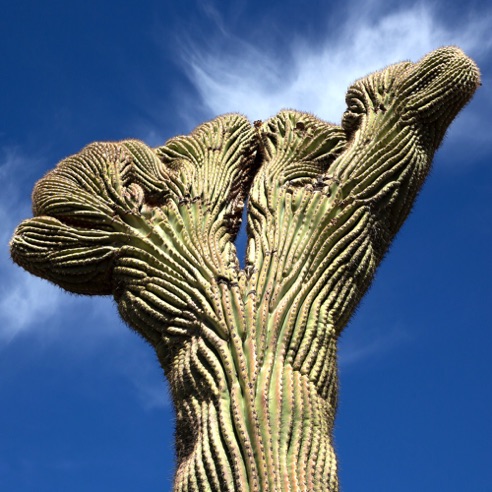 Tuscon, AZ.